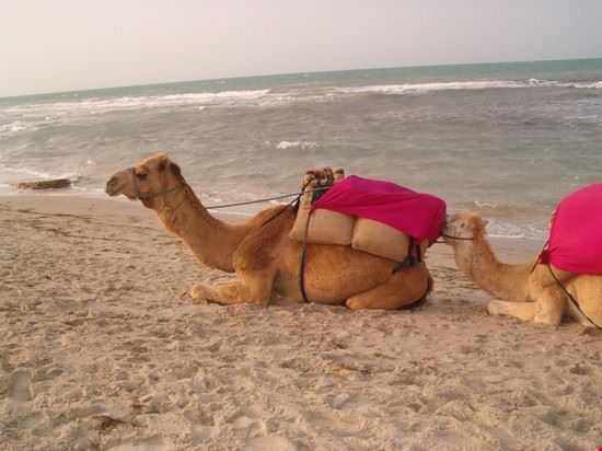 Djerba  
