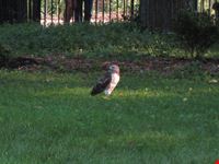 new york un falco a tompkins square park