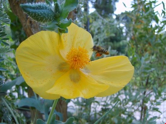 Orto Botanico Berna  