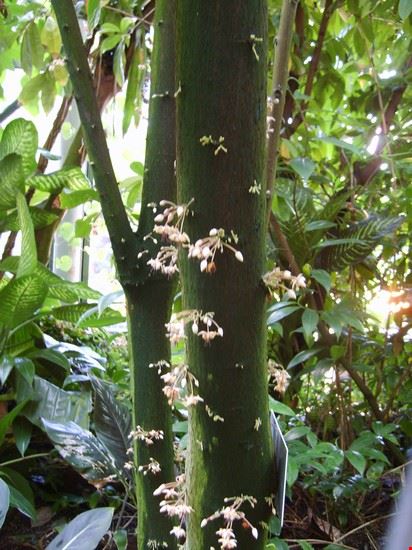 Orto Botanico Berna  