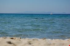 cala violina