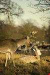 Richmond Park a Londra