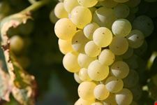 bordeaux france wine tours