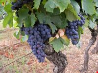 bordeaux france wine tours