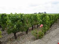 bordeaux france wine tours