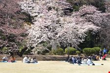 Tokyo in primavera, durante la fioritura dei ciliegi