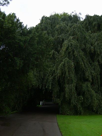 Arboreto Zurigo  