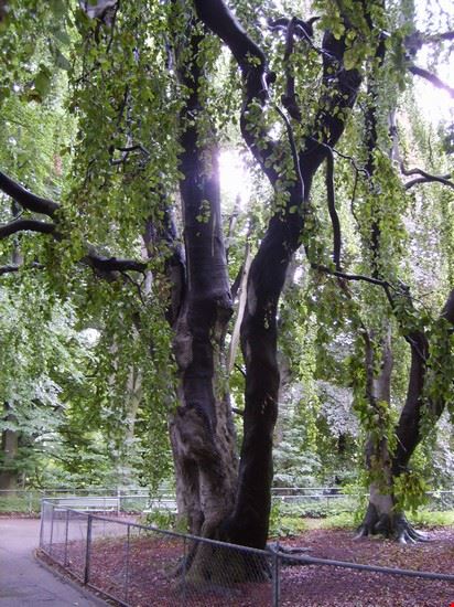 Arboreto Zurigo  