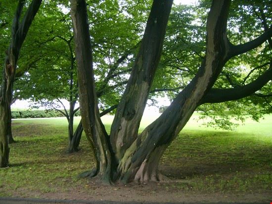 Arboreto Zurigo  