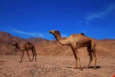 Cammellata nel deserto di Sinai