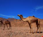 sharm el sheikh cammellata nel deserto di sinai sharm el sheikh cammellata nel deserto di sinai