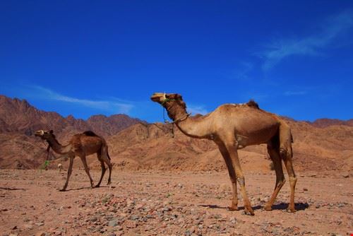 Cammellata nel deserto Sharm el Sheikh Rich Carey - www.shutterstock.com Rich Carey