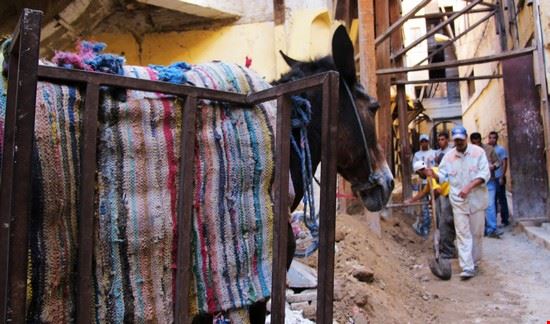  Fes Naida Caira 