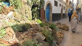 Medina