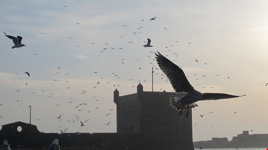  Essaouira Naida Caira 