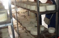 Formaggio di Fuerteventura