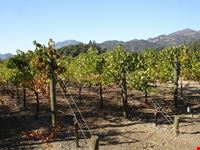 Vigneti nella Napa Valley