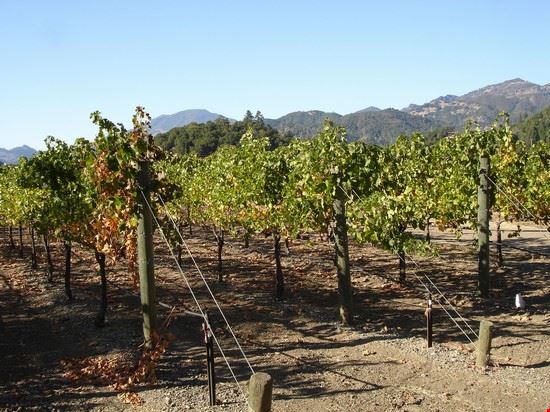Napa Valley San Francisco lyng883 - Creative Commons lyng883