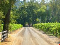 Vigneti nella Contea di Sonoma