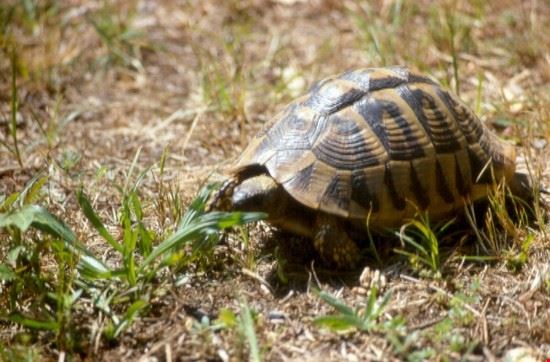  Incontri ravvicinati con la fauna locale  