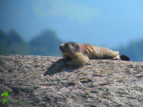 marmotta