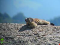 marmotta