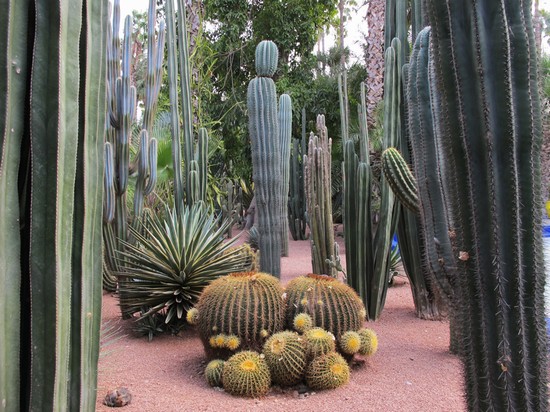 Jardin Majorelle