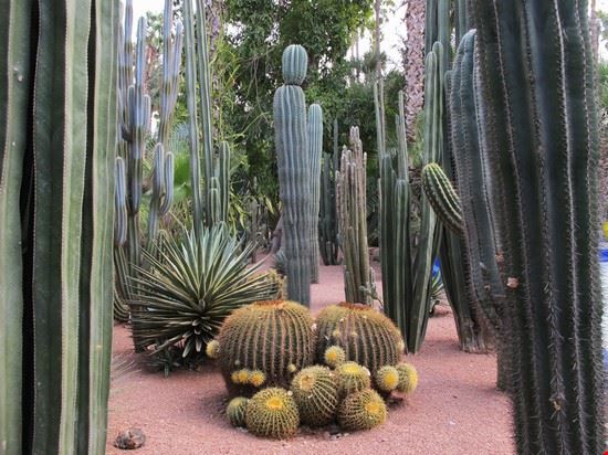 Jardin Majorelle e Musée de Marrakech Marrakech Naida Caira 