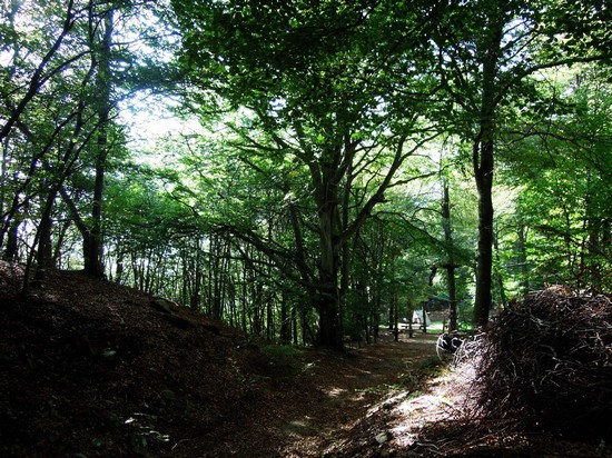 lugano il bosco dove e stato costruito il parco