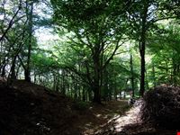 Il bosco dove è stato costruito il Parco