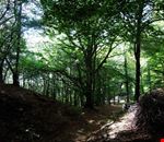 lugano il bosco dove e stato costruito il parco lugano il bosco dove e stato costruito il parco
