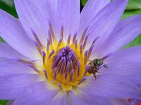 Orto botanico a Ferrara