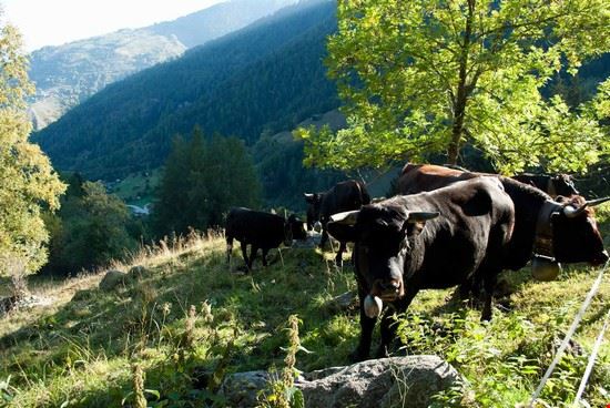 Nendaz, il paese dei bisse. Nendaz  Giovanna Curto - Giovanna Curto Giovanna Curto