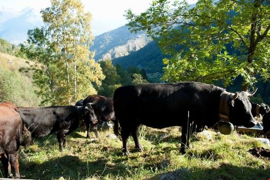Nendaz, il paese dei bisse. Nendaz  Giovanna Curto - Giovanna Curto Giovanna Curto