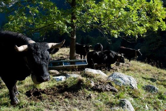 Nendaz, il paese dei bisse. Nendaz  Giovanna Curto - Giovanna Curto Giovanna Curto
