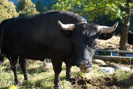Nendaz, il paese dei bisse. Nendaz  Giovanna Curto - Giovanna Curto Giovanna Curto