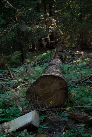 Tronchi nel bosco