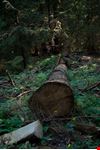 Tronchi nel bosco
