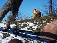 Una leonessa allo Zoo di Toronto