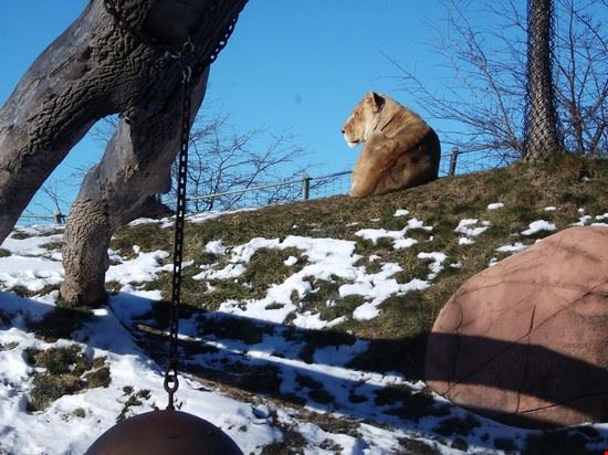 Zoo Toronto Commodore Gandalf Cunningham - Creative Commons Commodore Gandalf Cunningham