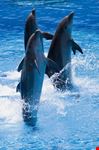 rimini uno spettacolo di delfini