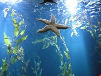 Acquario di Rodi
