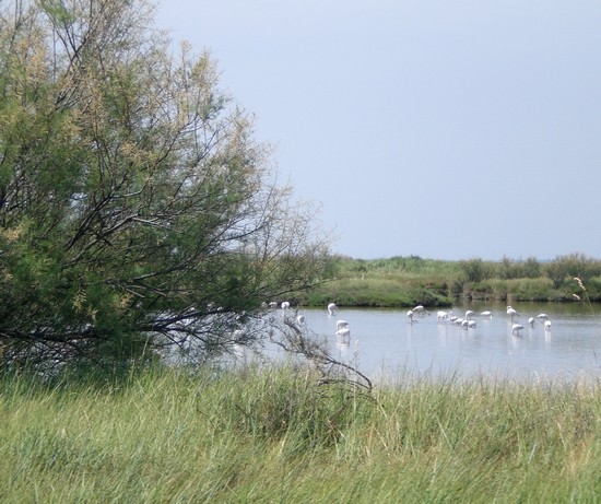 fenicotteri