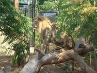 Zoo di Cap-Ferrat, nei pressi di Nizza