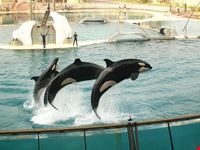 Marineland di Antibes