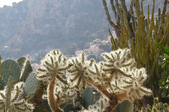 Giardino Esotico a Montecarlo