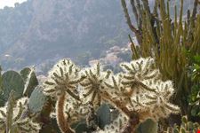 Giardino Esotico a Montecarlo