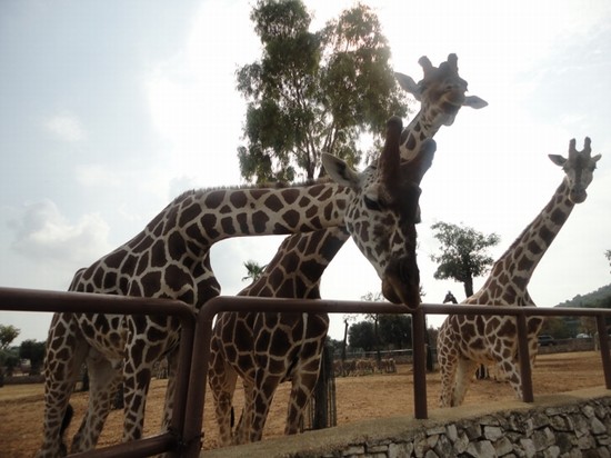 Giraffe