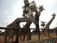 giraffe fasano