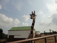 giraffa fasano